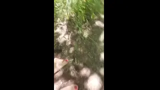 Dirty feet in a Foresto in Hungary -piszkos talp az erőben Magyarországon