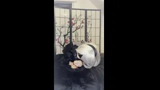 blowjob passion ignites with 2b cosplay charm