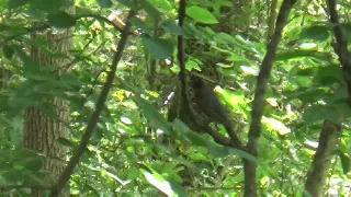 Jerking My Cock in the Woods