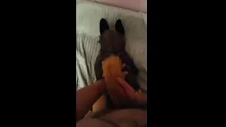 POV You're Fucking your GSD Plush from Behind