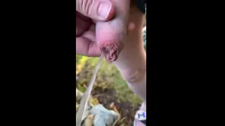Walking in the park public piss with fat foreskin.