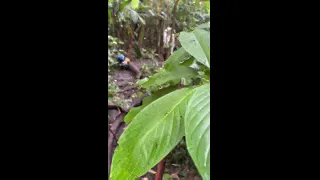Cruising outdoors bareback, raw, Latino gay. Amateur