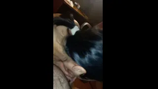 Pov close-up, Korean woman sucks cock and gets cum in mouth in homemade video
