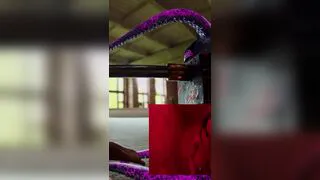 Free Use - Bitch Box Challenge-DP scene