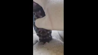 Trans man plays with tentacle in wet pussy then tries a taste
