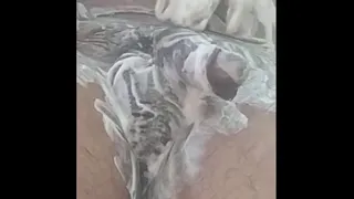 Desi pussy hair removing dirty talk hindi audio indian chut shaving complition