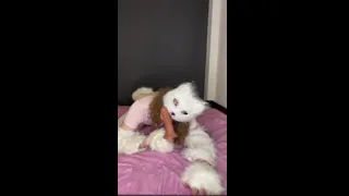 Cute therian sucking dildo