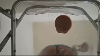 Fat Ass Trans Gwen Tennyson Facesitting and Anal Fucked with Creampie through Clear Chair for the First Time