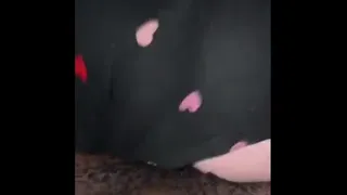 Ela sentou gostoso na minha pica