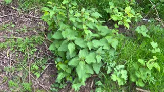 Peeing on nettles