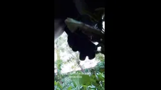 Pov anal and bulge