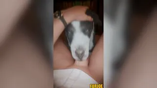 Sound Edit | Collie Blow
