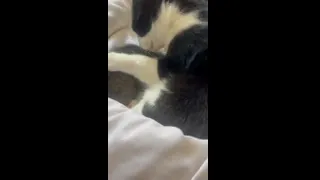 My cute cats